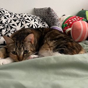 Meet your Posher, Daniella